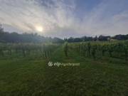 Eladó 6590 m2-es építési telek Káptalantóti, csendes