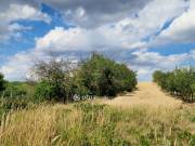 Eladó 3640 m2-es szántóföld, legelő Berhida, zártkerti, panorámás