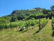 Eladó 3450 m2-es szántóföld, legelő Gyulakeszi, Csobánchegy