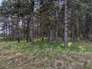 Eladó 2800 m2-es külterületi telek Ballószög, Nincs utca