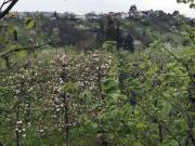 Eladó 3368 m2-es telek Zalaegerszeg, Kőris utca