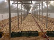 Eladó 3000 m2-es ipari ingatlan Mátyásdomb