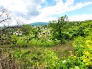 Eladó 3500 m2-es építési telek Pécs
