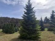 Eladó 2200 m2-es külterületi telek Egerág, Külterület