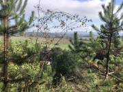 Eladó 230 m2-es külterületi telek Mogyorósbánya, Külterület