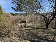 Eladó 627 m2-es külterületi telek Budakeszi