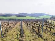Eladó 105000 m2-es mezőgazdasági ingatlan Alsónána
