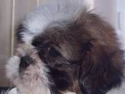 Shih-Tzu kölykök eladók!