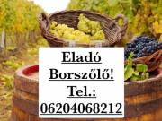 Eladó Borszölő!