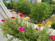 Önkormányzati Lakáscsere !!!