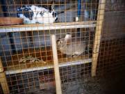 Apróhirdetés Mórahalom területén Apróhirdetés Mórahalom területén