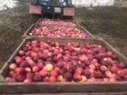 Szedd magad étkezési alma 70Ft/Kg, Frissen szedett alma cefre 40Ft/Kg! 10.04-től!