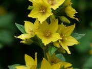 Kiskundorozsma-Öreghegyen, Lizinka közben – zártkerti telek eladó