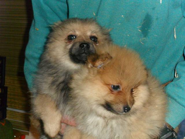 Német spicc kanok - Cegléd, Újváros - Állat