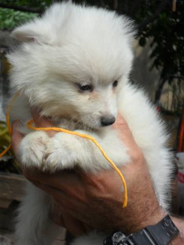 Német közép spicc kiskutyák . - Cegléd, Újváros, 28 - Állat