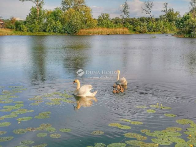 HORGÁSZTÓ (45hektáros terület) - Muraszemenye - Telek