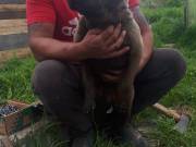 Kinai sharpei 