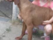 Magyar vizsla