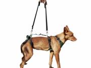 Ortocanis - Rehabilitációs hám kutyáknak S