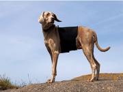 Ortocanis - Gerincvédő kutyáknak M