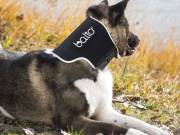 Balto - Nyalásmentes nyakmerevítő kutyáknak és macskáknak M