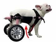 Walkinpets - neoprén Belly Belts hám kutyakocsihoz M