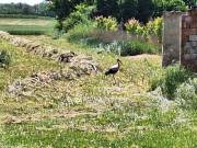 Eladó Ház, Tiszafüred