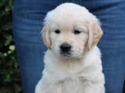 Golden Retriever kölykök kaphatók