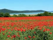 Telek a Balatonnál