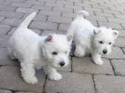 10. hetes Westie kislány