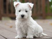 11. hetes Westie kislány