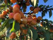 Eladó mezőgazdasági, Budapest 16. ker.