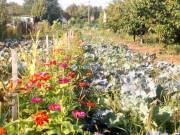 Eladó mezőgazdasági, Budapest 16. ker.