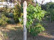 Eladó telek, Veresegyház