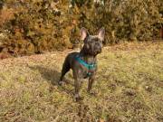 Francia bulldog fedeztetés