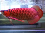 Arowana hal