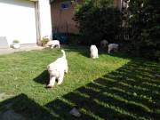 Komondor kölykök