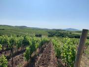 Megvásárlásra kínálunk egy 7.158 m²-es, jelenleg is művelés alatt álló termő szőlőterületet Rátka kü