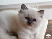 Blue mitted Ragdoll - Törzskönyvezett kandúr TENYÉSZTÉSRE - KIÁLLÍTÁSRA