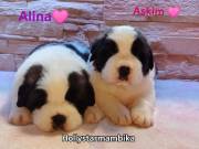 St.Bernad puppies
