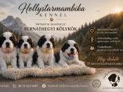 Bernáthegyi Fajtatiszta kiskutyák Eladóak 