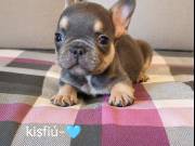 Eladó kisméretű Francia bulldog kiskutyák 