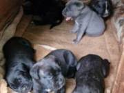 Cane Corso