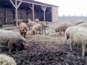 20000 m2-es mezőgazdasági ingatlan Letenye