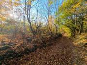 6431 m2-es külterületi telek Gyulakeszi