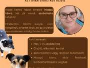 Albérletet keresek  !!!!!
