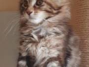 Maine coon kiscicák gazdit keresnek