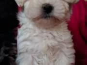 Bichon Havanese kölykök eladók 