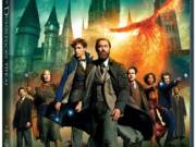 Legendás állatok és megfigyelésük- Dumbledore titkai (2022)-eredeti dvd-bontatlan!