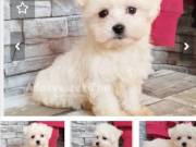 Fehér mini Bichon Havanese